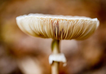 Lion’s Mane Mushroom Coffee by MindBlend: Unlocking Cognitive and Wellness Benefits