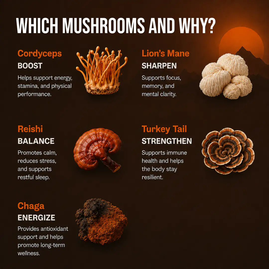 Mushroom Coffee 10 Servings