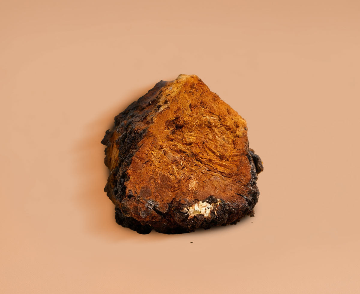 Cordyceps Mushroom