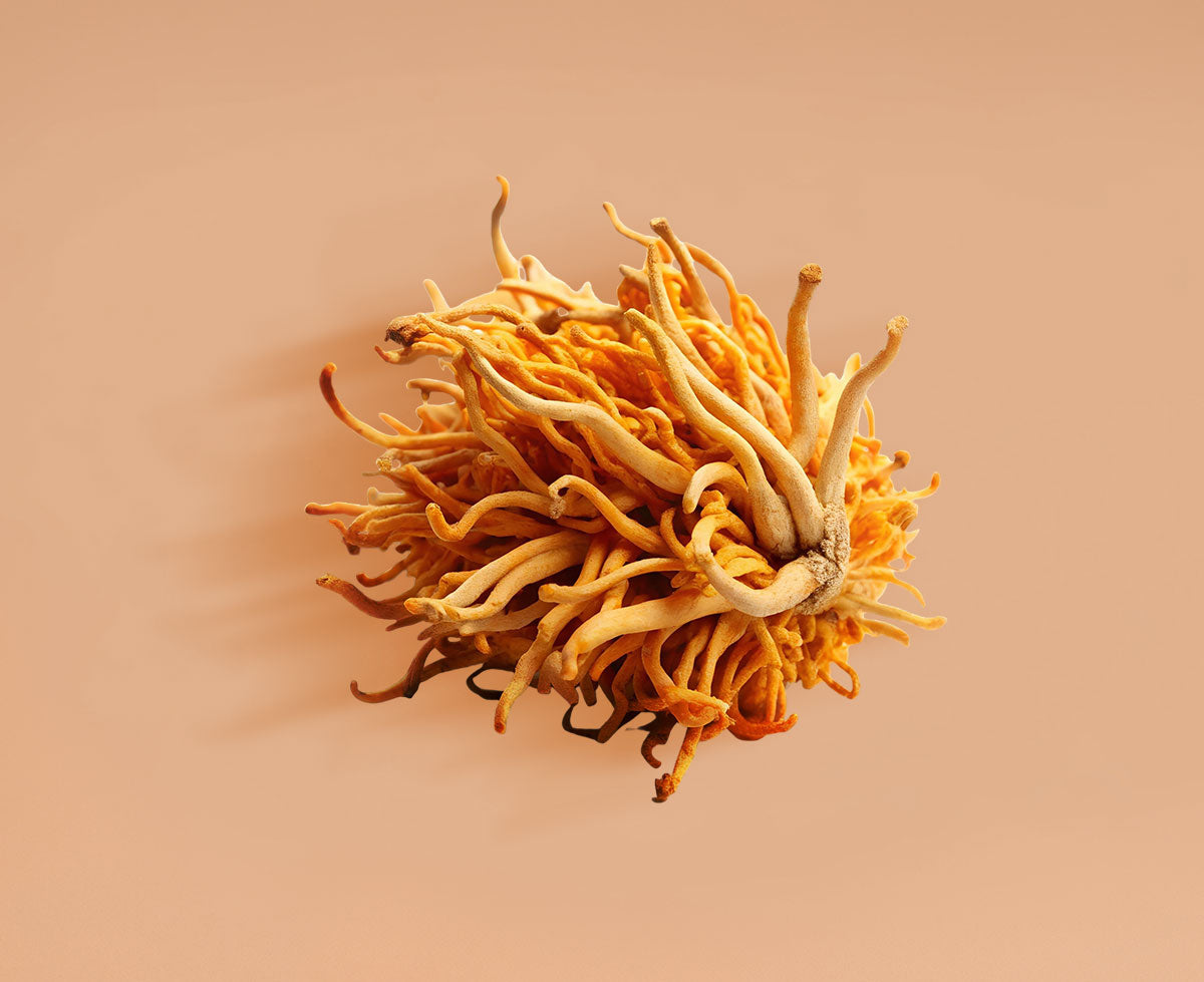 Cordyceps Mushroom