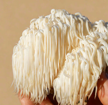 Mushroom coffee with Lion’s Mane