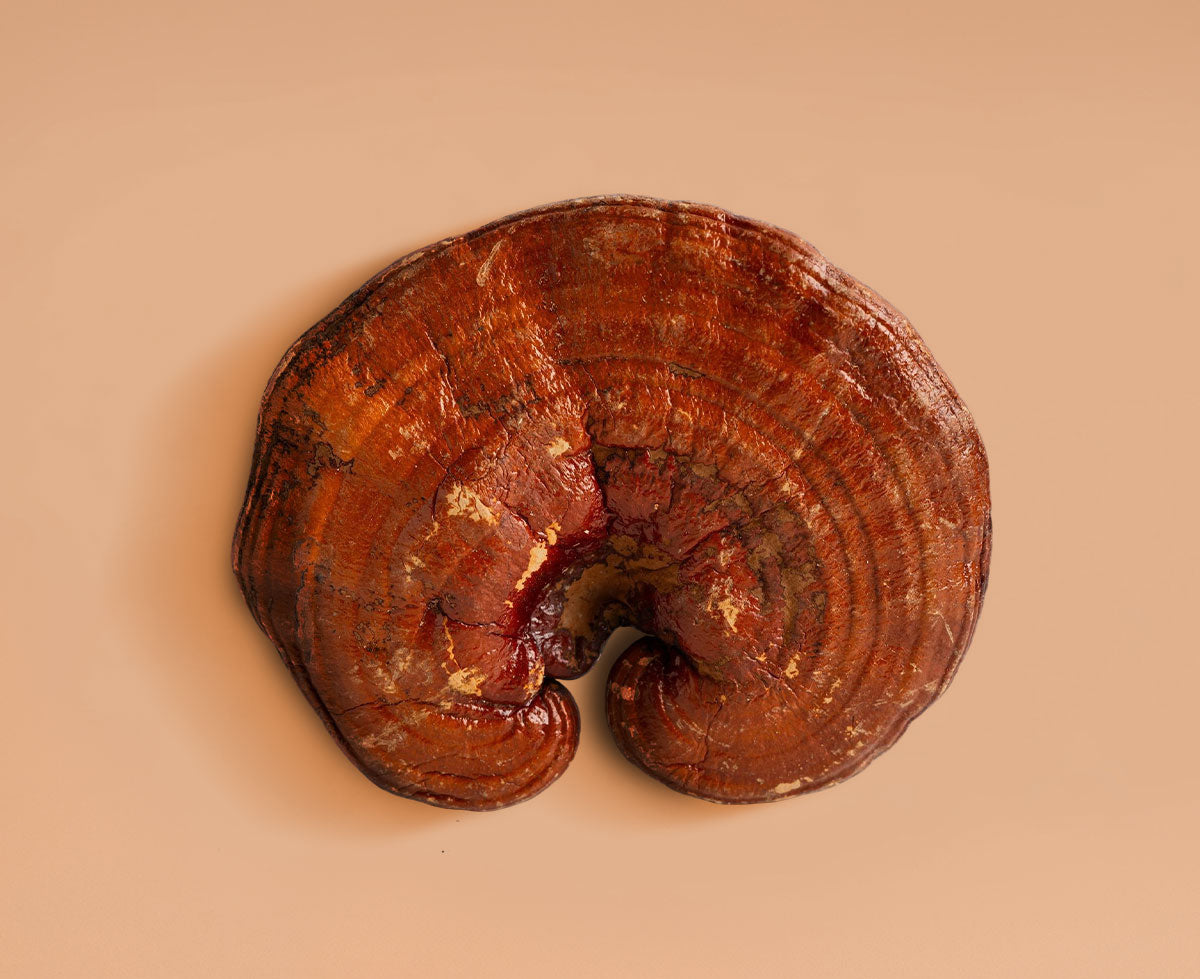 Cordyceps Mushroom