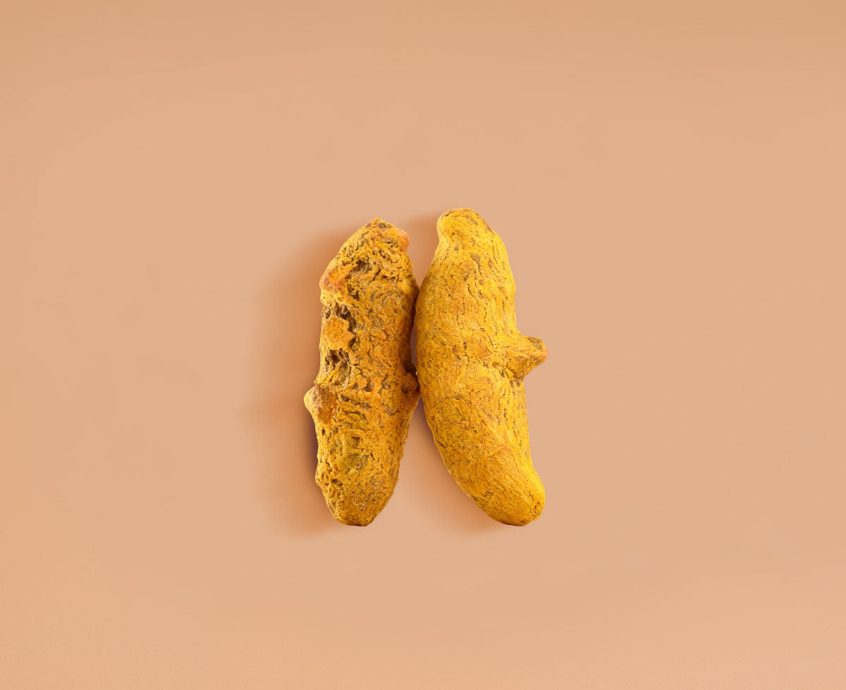 Cordyceps Mushroom